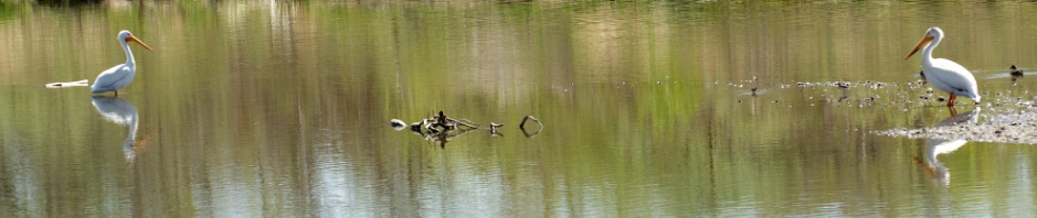 testimonials-pelicans.jpg
